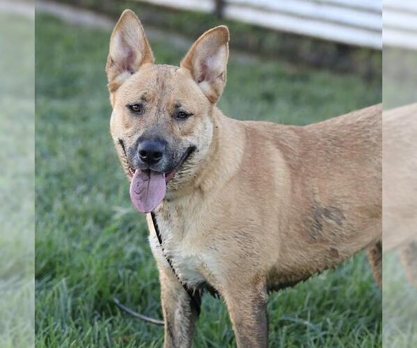 Medium Photo #1 German Shepherd Dog-Unknown Mix Puppy For Sale in Modesto, CA, USA