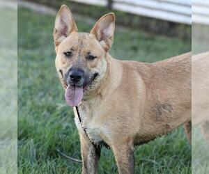 German Shepherd Dog-Unknown Mix Dogs for adoption in Modesto, CA, USA