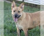 Small German Shepherd Dog Mix