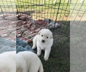 German Shepherd Dog-Great Pyrenees Mix Puppy for sale in AIKEN, SC, USA