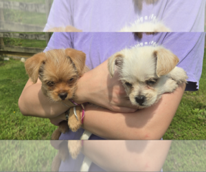 Chihuahua-Unknown Mix Dogs for adoption in Unionville, PA, USA