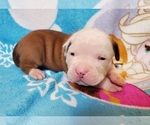 Small Photo #4 American Bulldog Puppy For Sale in MADISON, WI, USA