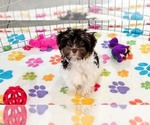 Piper - Female Havashire Puppy for Sale - Photo #5