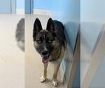 Small German Shepherd Dog Mix