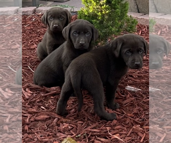 Medium Photo #1 Labrador Retriever Puppy For Sale in THORNTON, CO, USA