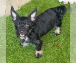 Small #6 Dachshund-Miniature Schnauzer Mix