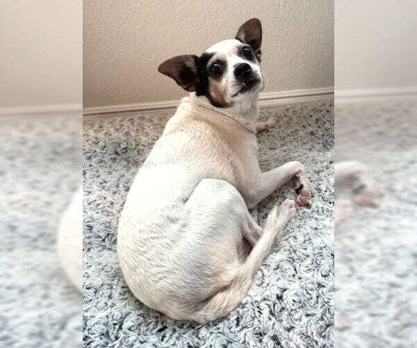 Medium Photo #6 Jack-Rat Terrier Puppy For Sale in Boonton, NJ, USA