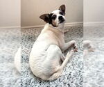 Small #5 Jack-Rat Terrier