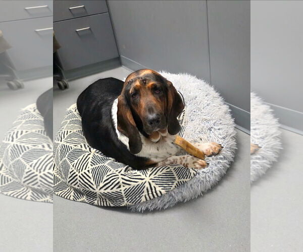 Medium Photo #3 Basset Hound Puppy For Sale in Brookville, OH, USA