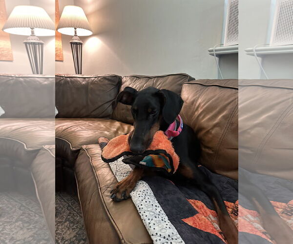 Medium Photo #2 Doberman Pinscher Puppy For Sale in Minneaoplis, MN, USA