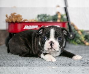 Medium Boston Terrier