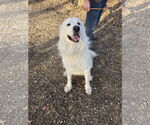 Small #5 Great Pyrenees
