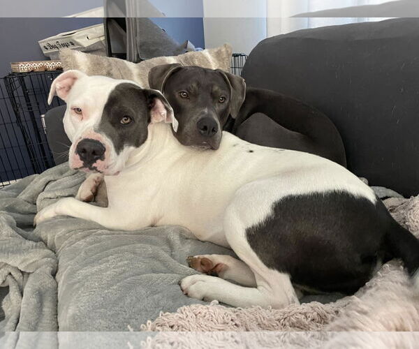 Medium Photo #5 American Pit Bull Terrier-Unknown Mix Puppy For Sale in Hinckley, IL, USA