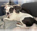 Small #4 American Pit Bull Terrier Mix