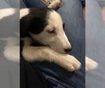 Small Photo #3 Border Collie Puppy For Sale in LEXINGTON, VA, USA