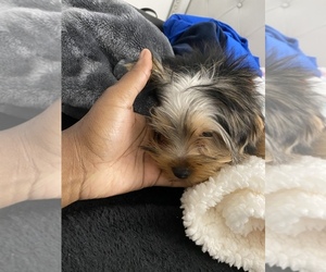 Yorkshire Terrier Puppy for sale in DEERFIELD BCH, FL, USA