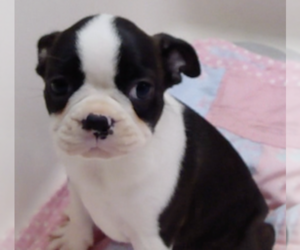 Boston Terrier Puppy for sale in CRKD RVR RNCH, OR, USA
