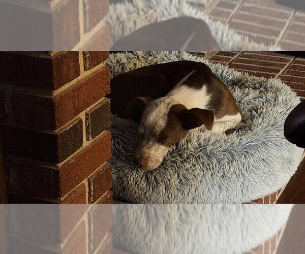 Medium Photo #3 Mutt Puppy For Sale in Foristell, MO, USA