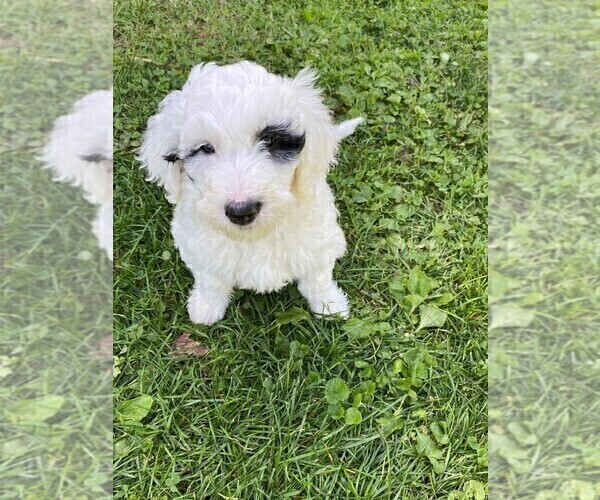 Medium Photo #8 Sheepadoodle Puppy For Sale in BELLEFONTE, PA, USA