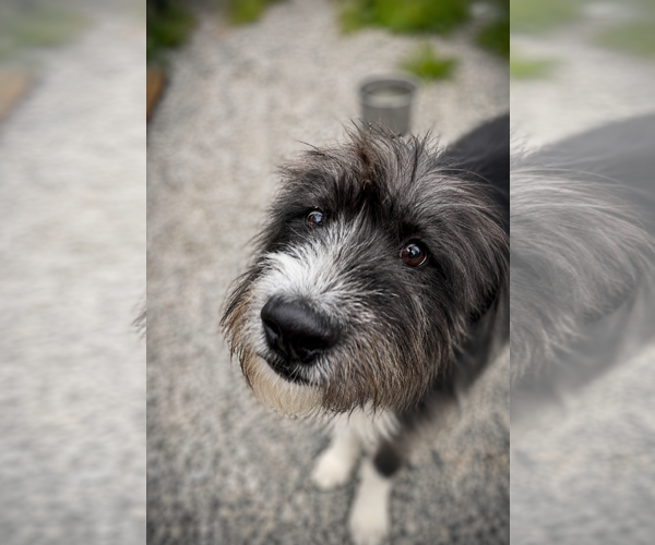 Medium Photo #2 Mutt Puppy For Sale in Thomasville, NC, USA