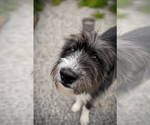 Small #1 Mutt