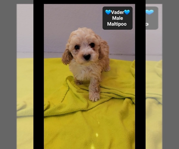 Medium Photo #2 Maltipoo (Toy) Puppy For Sale in TUCSON, AZ, USA
