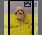 Vader - Male Maltipoo (Toy) Puppy for Sale - Photo #2