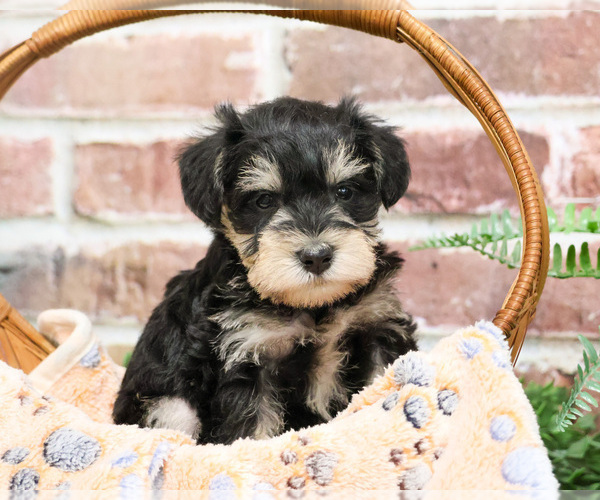Medium Photo #15 Schnauzer (Miniature) Puppy For Sale in SYRACUSE, IN, USA