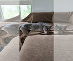 Small #2 American Staffordshire Terrier Mix