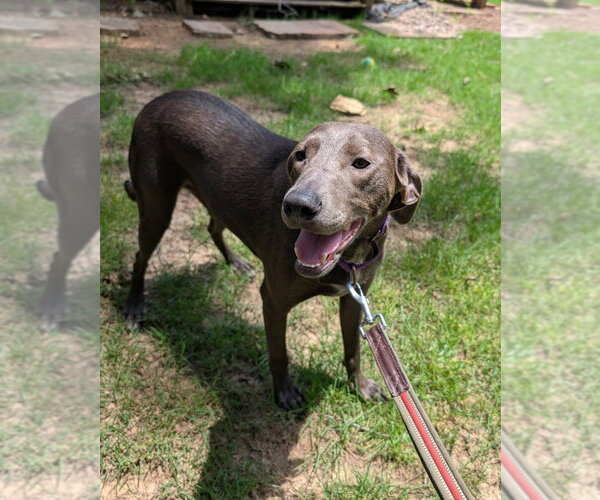 Medium Photo #3 Unknown-Weimaraner Mix Puppy For Sale in Boston, MA, USA