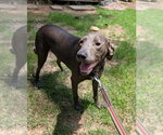 Small #2 Weimaraner Mix
