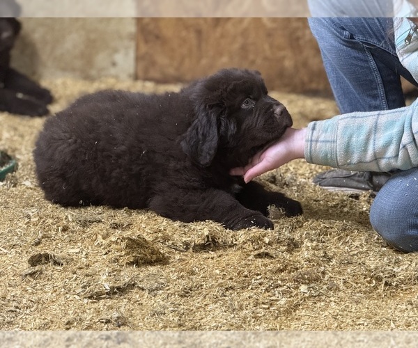 Medium Photo #10 Newfoundland Puppy For Sale in RENSSELAER, IN, USA