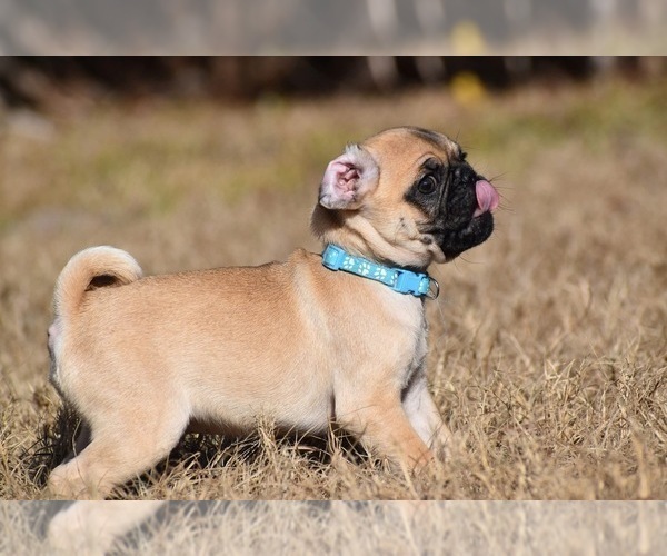 Medium Photo #8 Pug Puppy For Sale in PALM COAST, FL, USA