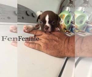 American Boston Bull Terrier Puppy for Sale in WEST PLAINS, Missouri USA