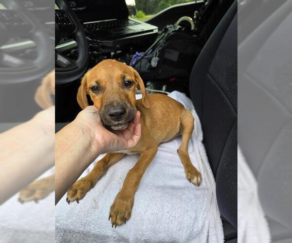 Medium Photo #1 Boxer-Unknown Mix Puppy For Sale in Conroe, TX, USA