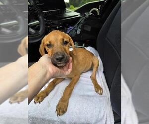 Boxer-Unknown Mix Dogs for adoption in Conroe, TX, USA