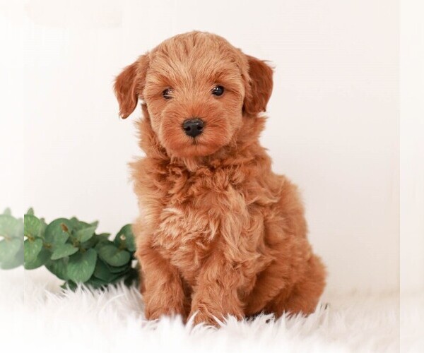 Medium Photo #1 Goldendoodle (Miniature) Puppy For Sale in KILLINGER, PA, USA