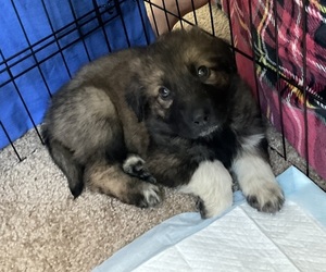 German Shepherd Dog-Great Pyrenees Mix Puppy for sale in SANTA ROSA, CA, USA