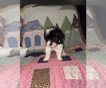 Small #2 Cavapoo (Miniature)