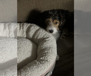 Aussiedoodle Miniature Puppy for sale in OKLAHOMA CITY, OK, USA