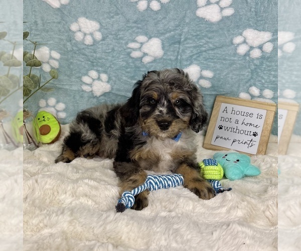 Medium Photo #5 Bernedoodle (Miniature) Puppy For Sale in NOBLESVILLE, IN, USA
