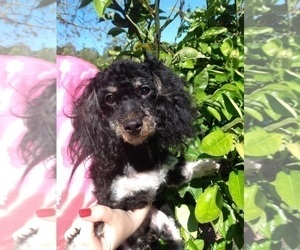 Poodle (Toy) Puppy for sale in SAVANNAH, GA, USA