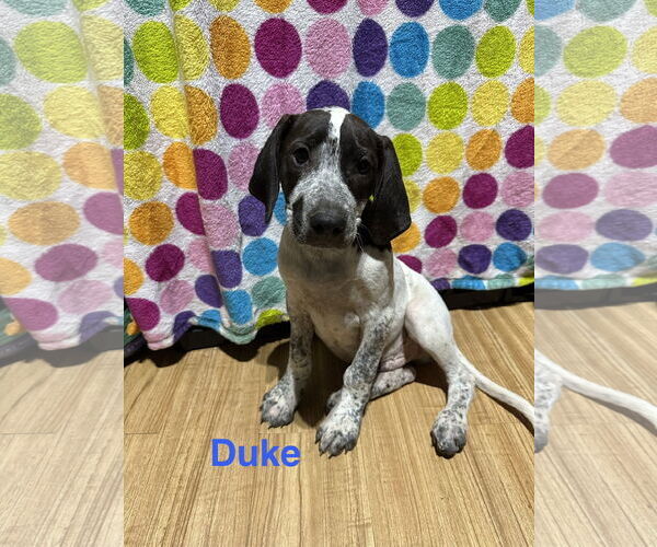 Medium Photo #1 Labrador Retriever-Unknown Mix Puppy For Sale in Ball Ground, GA, USA