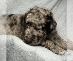 Small #3 Goldendoodle