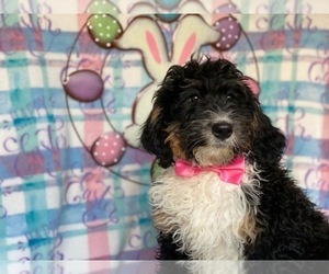 Bernedoodle Puppy for sale in LANCASTER, PA, USA
