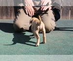 Small #9 Presa Canario