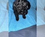Small Photo #10 Poodle (Toy) Puppy For Sale in MURFREESBORO, TN, USA