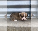 Small Photo #17 Pembroke Welsh Corgi Puppy For Sale in KEOTA, IA, USA