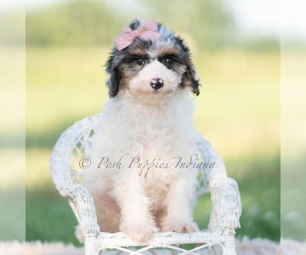 Medium Photo #1 Goldendoodle (Miniature) Puppy For Sale in WARSAW, IN, USA