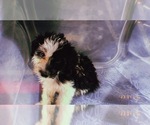 Small Photo #5 Aussiedoodle Miniature  Puppy For Sale in DURHAM, CT, USA